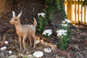 Pic_1_(King_Of_The_Forest)