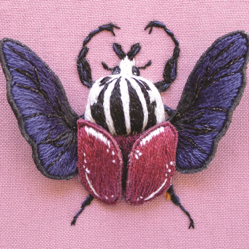 Hsp2705 Goliath Flower Beetle